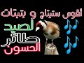 أقوى بتبتات وستيتاج لصيد الحسون أقوى بتبتات وستيتاج لصيد الحسون