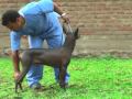 PERUVIAN HAIRLESS DOG KENNEL NACION VIRINGO の動画、YouTube動画。