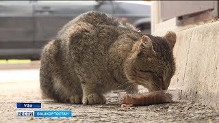 В Уфе может появиться муниципальный приют для бездомных животных В Уфе может появиться муниципальный приют для бездомных животных