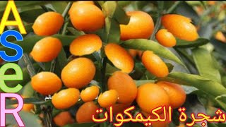 كيف يتم زراعه شجرة الكيمكوات وطرق العنايه به