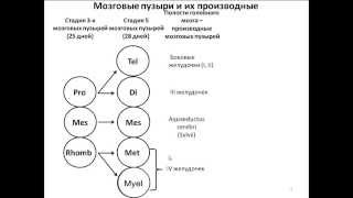 Развитие головного мозга: стадии 3 и 5 мозговых пузырей