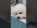 Cưng này, thương trọn đời | My baby, my forever love #shorts #bichonfrise #bichon