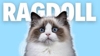 Ragdoll Cat Breed 101  Pros and Cons Of Owning