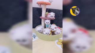 🐈Funny Cute Cat Videos♥️ |🐈Vídeos Engraçados De Gatos Fofos♥️ | JHON PETS #Shorts by Jhon Pets Tv 3 views 2 years ago 17 seconds