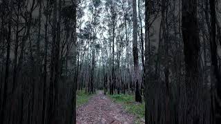 Kurth Kiln #Walk #Victoria #Australia #outback #bushwalk #nature #asmrvideo #trails #outdoors #camp