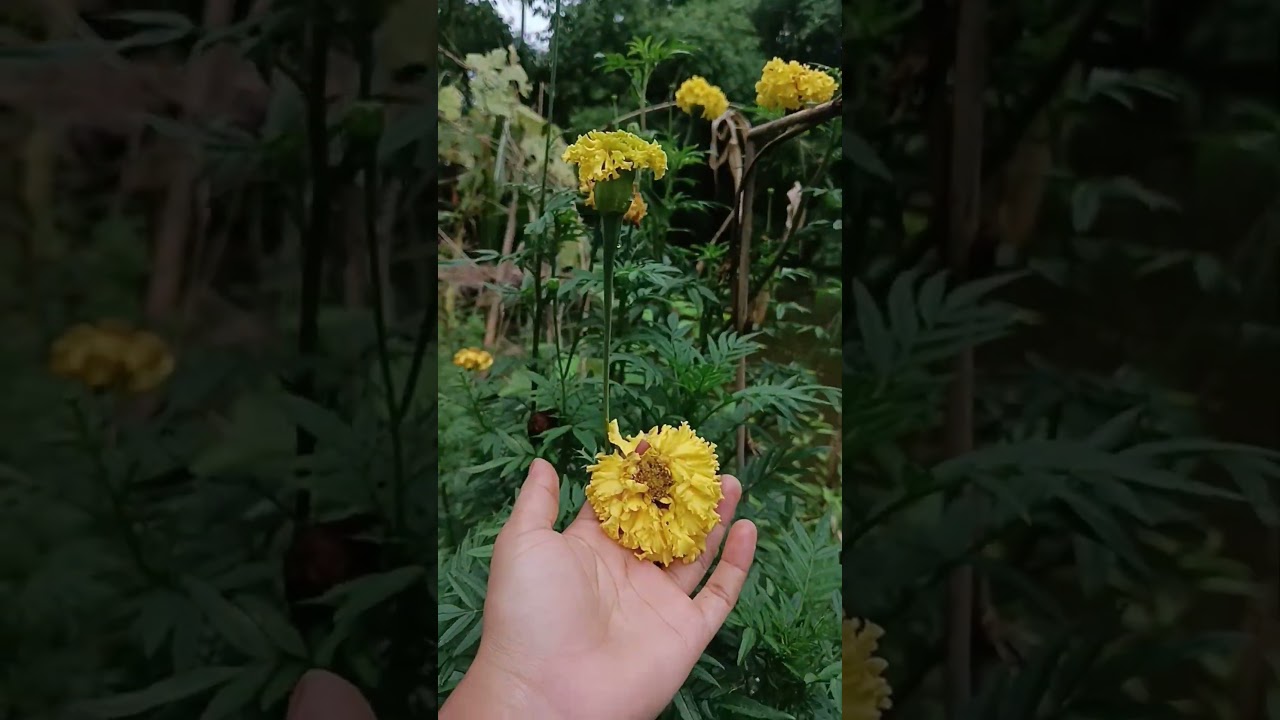 My second video, Amar fulonir kisu ful 🌺🌺