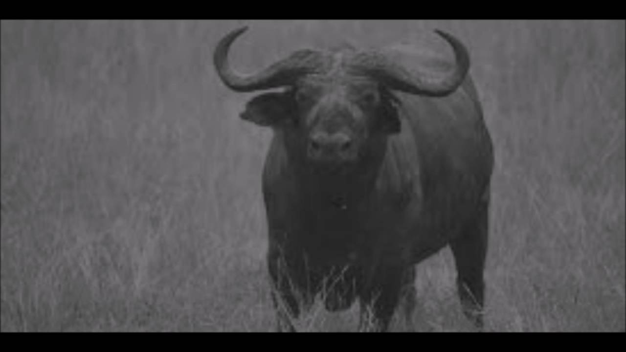 Bwoba - umugani - Apollinaire RWISHYURA - Rwanda