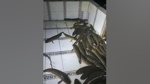 Vlogs 141 Bồi cá - Hồ câu Thái Dương 0933110009 KP Tân Ba, P. Thái Hòa, Tân Uyên, Bình Dương