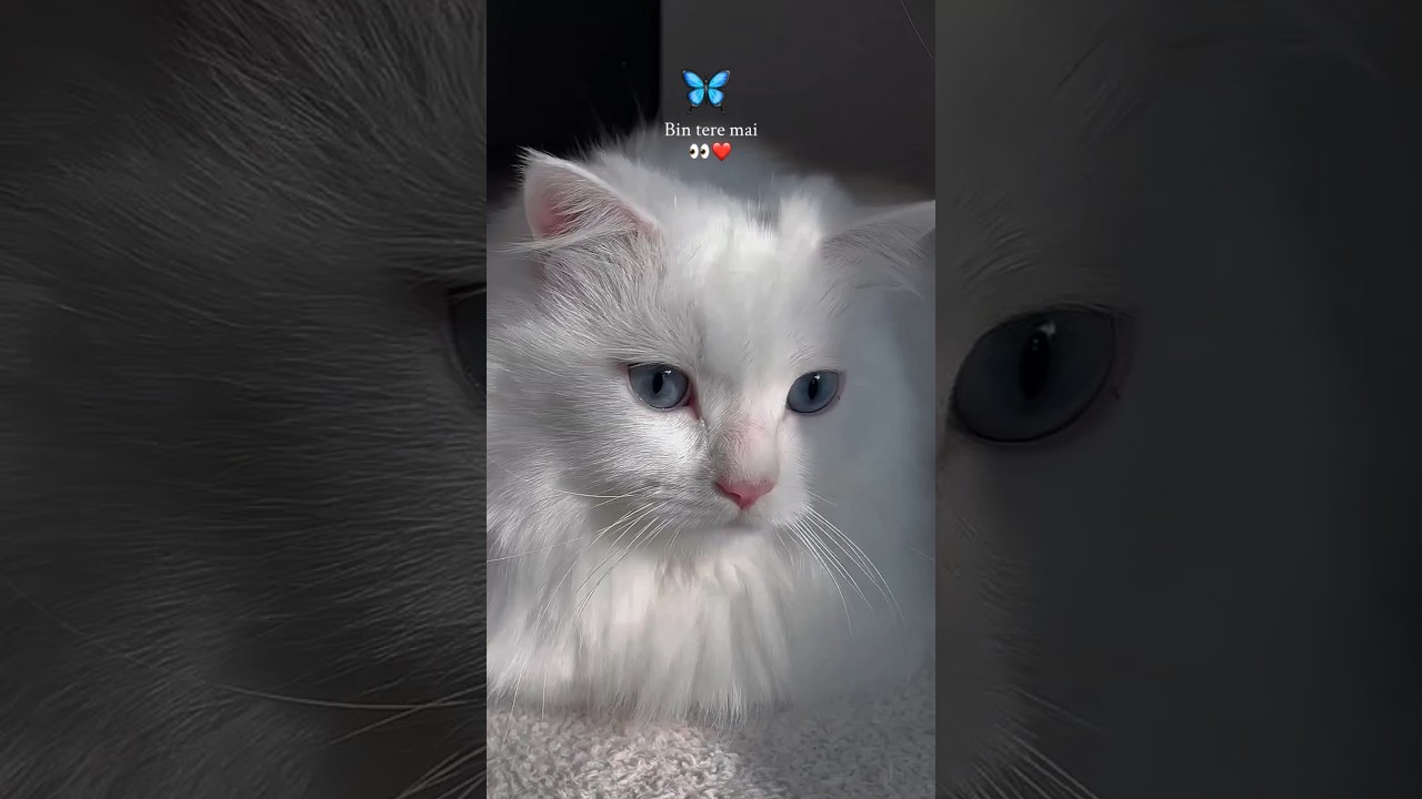 Beautiful cat 🦋💖 