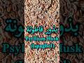أهم فوائد بذور قاطونة القطونة Psyllium Husk Ispaghol Benefits Les Bienfaits Du Psyllium Shorts 