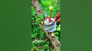 Ide cerdas mencangkok tanaman menggunakan teknik rahasia petani #shorts