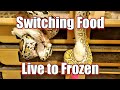 Switching From Live to Frozen Prey.  Insider Tips and Tricks