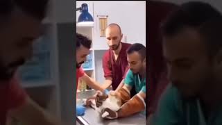 its the funniest cat tiktok istg 😂 (credits are in the end)