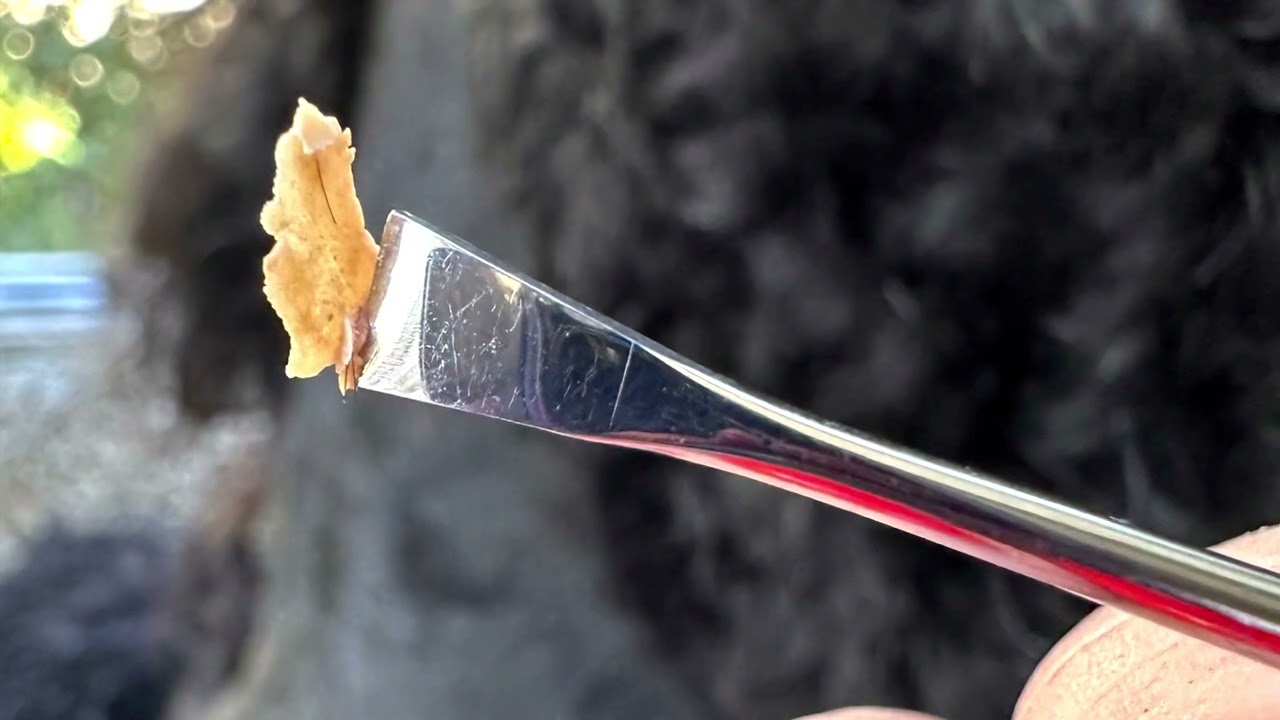 LEBA III - dog Dental spray -  does it work?