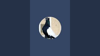 🕊️Pigeon_Ibrahim 🕊️is love 🕊️ chat 🕊️❤️software ❤️ to like 🥹 please 🙏 please 🙏🥺🥺 Like ❤️❤️ screenshot 1