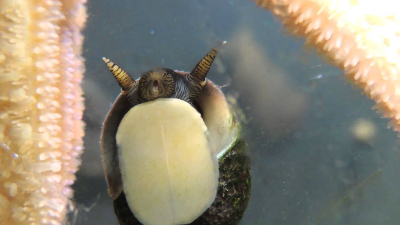 Strandschnecken Littorinidae Caenogastropoda sind Pflanzenfresser mikroskopische makroskopische Alge