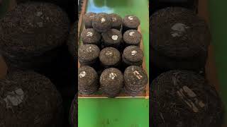 Lets Go Check Out The Tea Processing Facility.