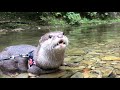 カワウソさくら 川の洞窟を探検! Explore river caves