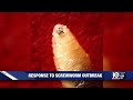 Experts warn about the New World screwworm as the threat of a U.S. outbreak rises