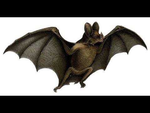 Dracula By Bram Stoker Chapter 12 Novel Analysis And Discussion Project Dracunalysis