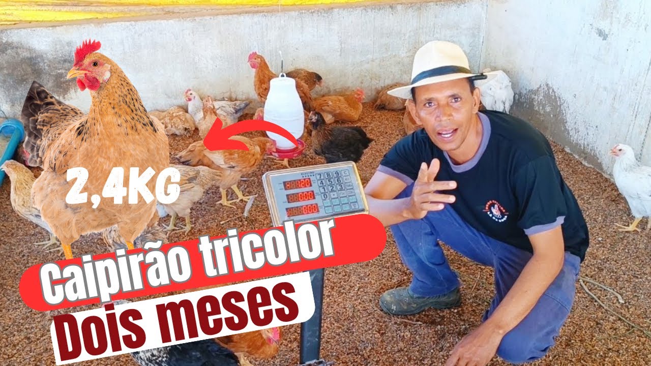 CAIPIRÃO TRICOLOR ! SERÁ QUE VALE A PENA CRIAR?