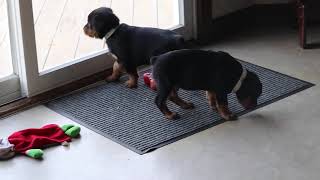 Mini Rottweiler Puppies For Sale