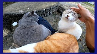 公園のテーブルに付くと野良猫が膝の上に乗ってきた。