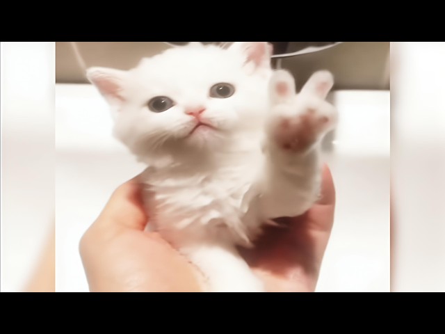 BUENATEKK - (SLOWED)