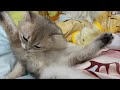 5 month old kitten cat lifting up both legs grooming itself on lap in bed