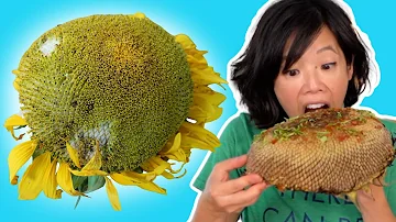 🌻 How to Eat a SUNFLOWER HEAD