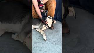 NEW! A5594833 Tom | Siberian Husky / Shepherd Mix by United Hope for Animals 275 views 4 months ago 1 minute, 6 seconds