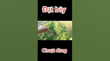 Bẫy chuột đồng theo đường mòn - thấy chuột dính bẫy mà thấy ham #datbaychuot #chuộtđồng #anhbahoatv