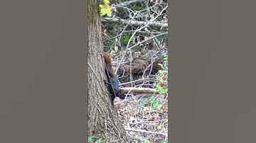 Black squirrels fly through the branches above #squirrel #nature #wildlife