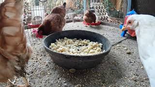 Backyard Chickens Fresh Pasta Feast Sounds Noises Hens Clucking Roosters Crowing Long Video!