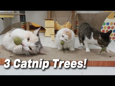 I Made The Catnip <strong>Trees</strong> For My Cats!