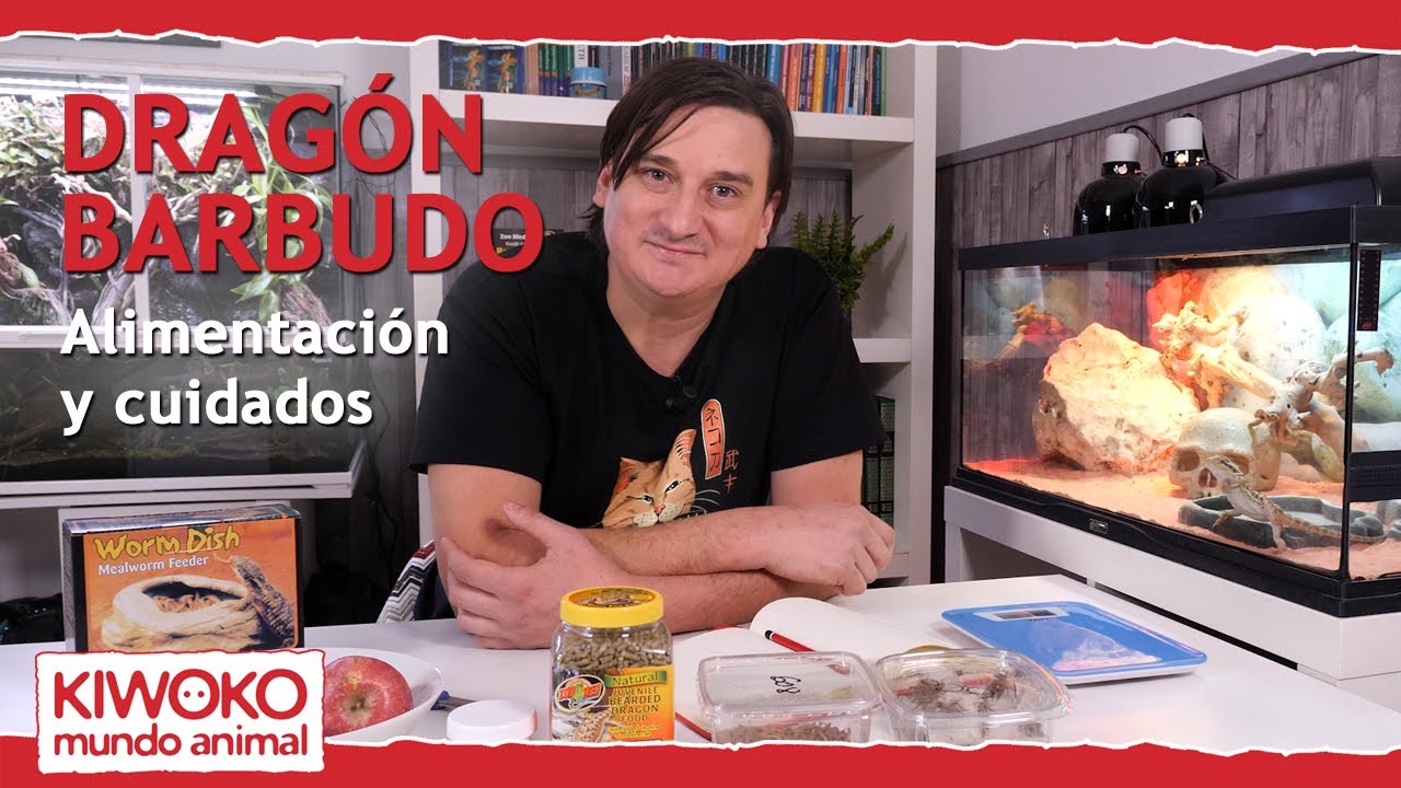 Alimentación Pogona y sus cuidados 【Dragón Barbudo🐉 】