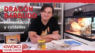 Alimentación Pogona y sus cuidados 【Dragón Barbudo🐉 】