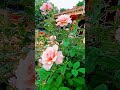 Hoa hồng /Thắm Nguyễn #hoa #shorts