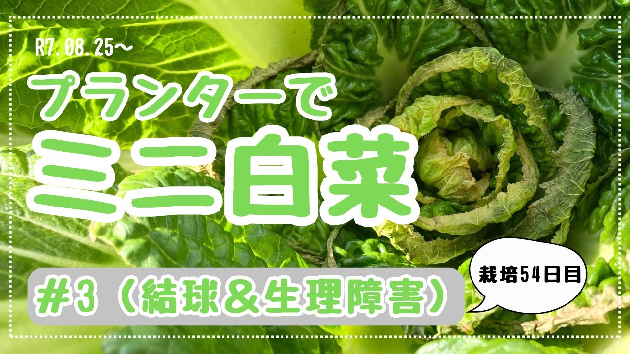 【３ヶ月で収穫！】手乗りサイズのミニ白菜をタネから栽培してみた#3