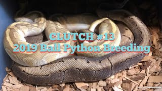 Celebrity Ball Python Breeding 2019: CLUTCH #13 Net Worth