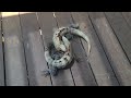 Epic Iguana Battles Clash Of The Scales