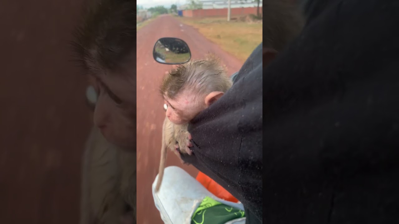 Baby monkey riding a motorcycle
