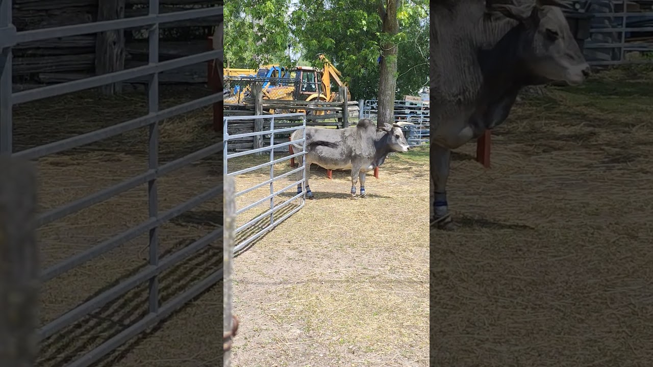 zebu cow is in the hot weather standing toronto canada jun 30/2025