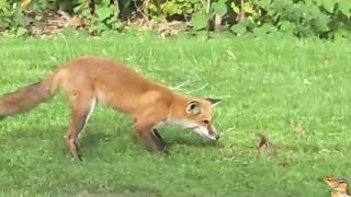 Poor chipmunk