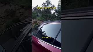 Bear gets trapped in Colorado car, redecorates interior
