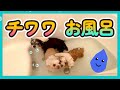 チワワのお風呂タイム!!