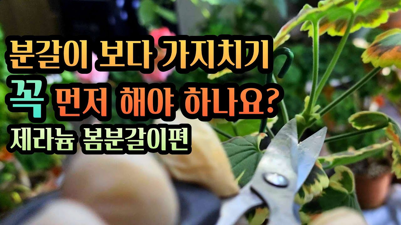 [4K] 제라늄 꽃대는 살리고 가지치기 자를건 자르고 뿌리는 더더 튼실하게~ 봄 분갈이의 핵심은 바로 이것!!!  #봄분갈이 #제라늄 #pelargonium
