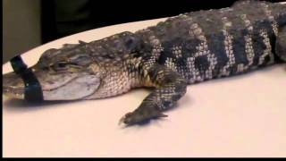 Police Find Alligator Inside Apartment