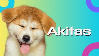 5 Quick Facts About AKITAS