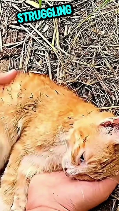 Heartwarming Rescue Mother Cat and Kittens Saved and Healed ππ #